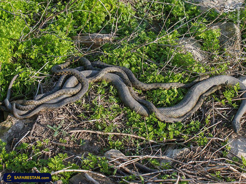 جزیره مارها