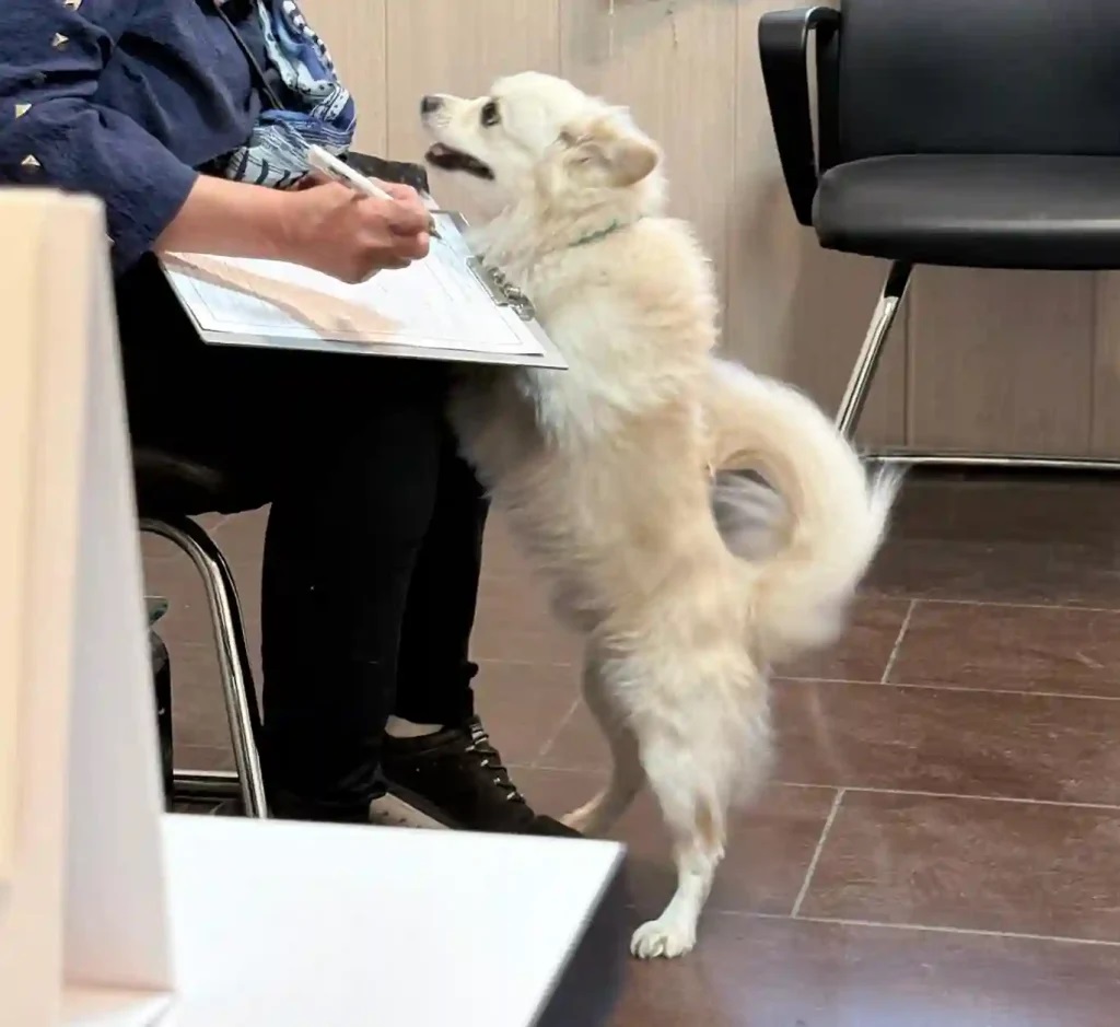 ارسال حیوان زنده به صورت هوایی از ایران