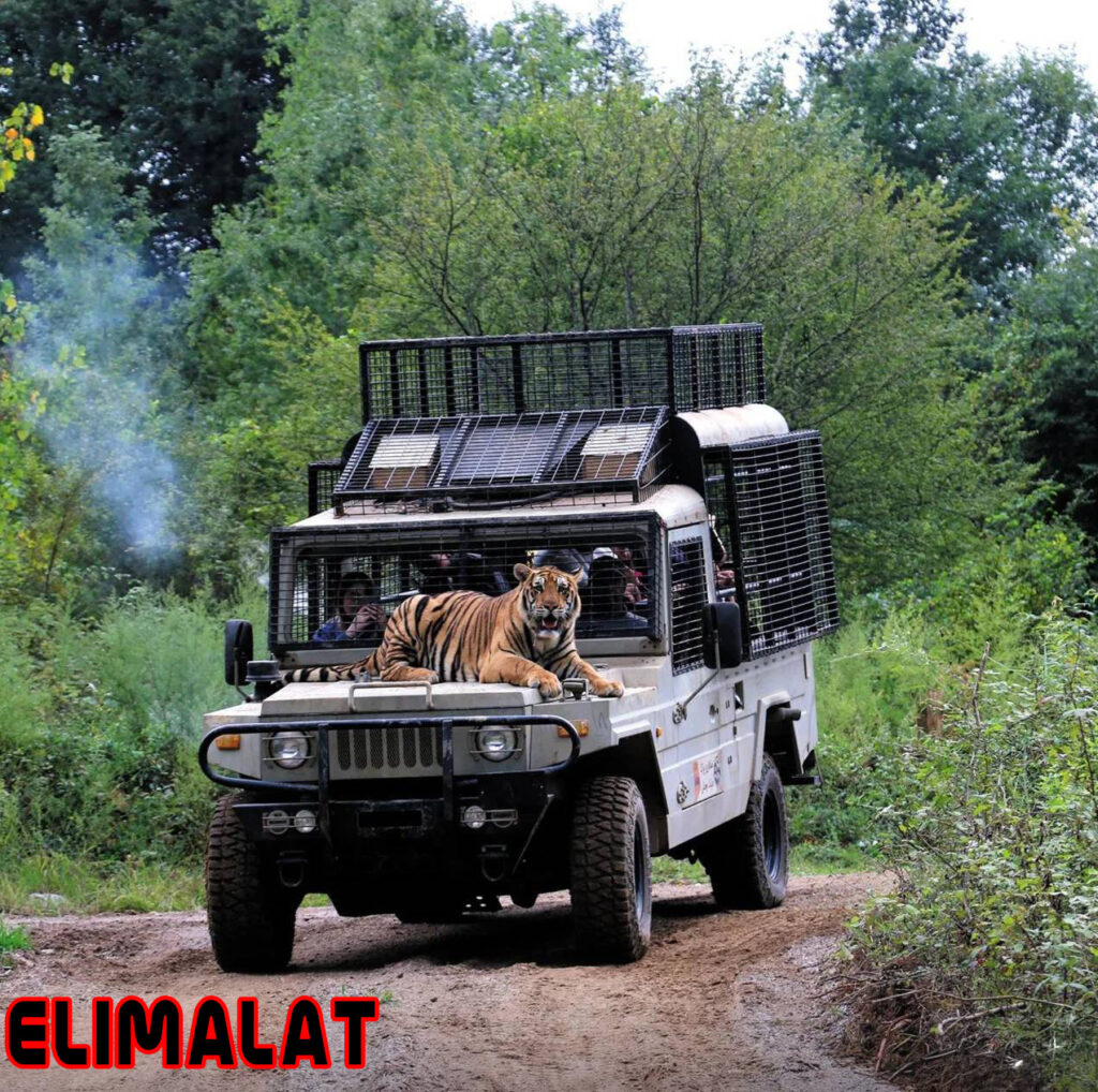 الیمالات کجاست و چرا این‌قدر محبوب شده