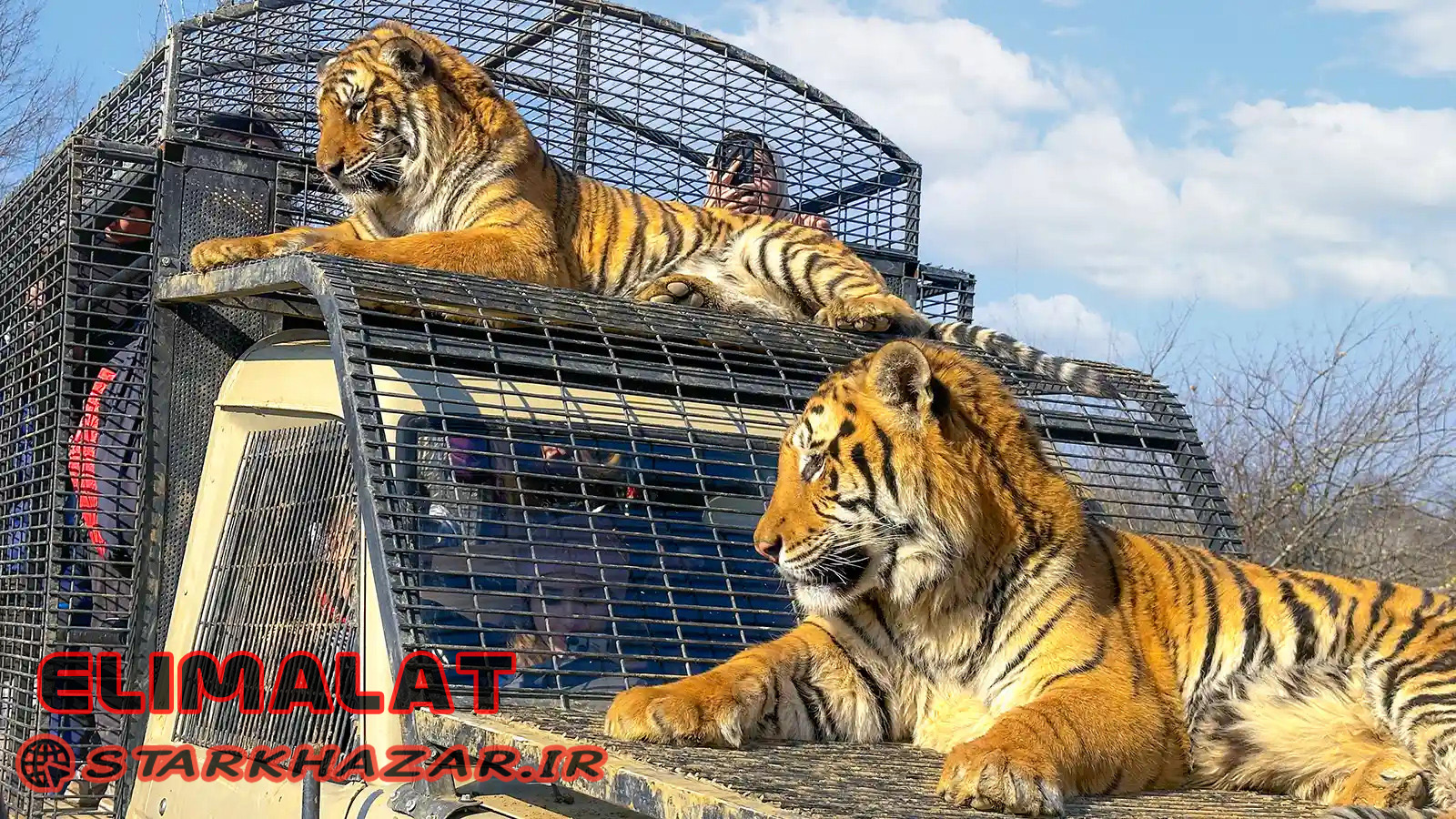 سافاری ببر ایران در الیمالات؛ تجربه‌ای حیات وحش از نزدیک