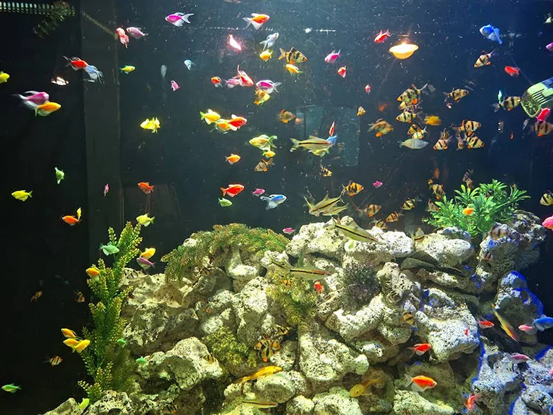 مشخصات آکواریوم همدان