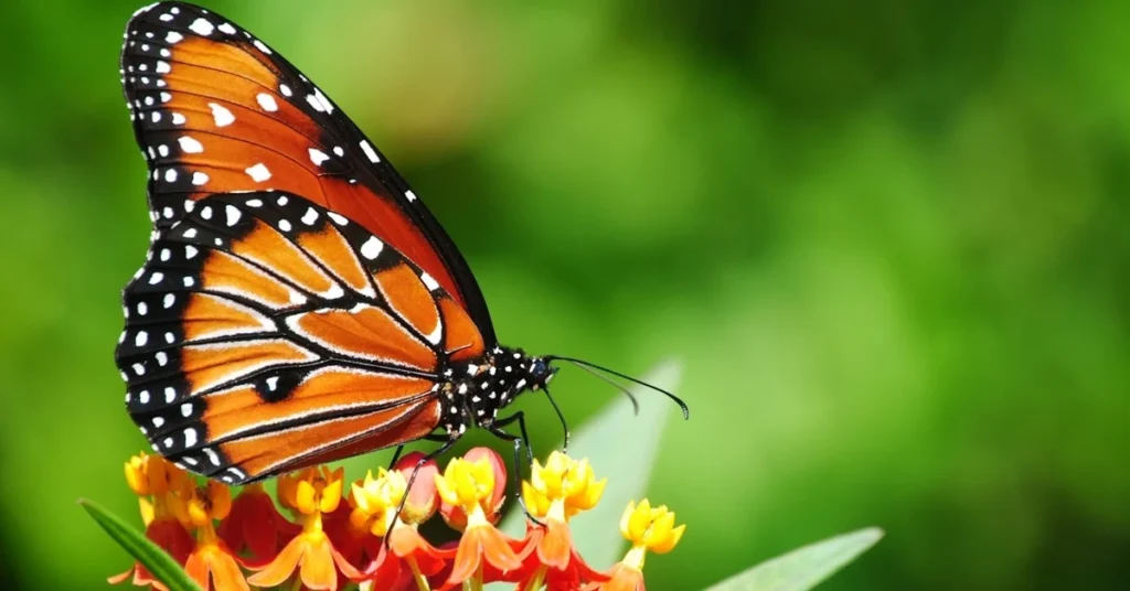 تماشای پروانه‌ها