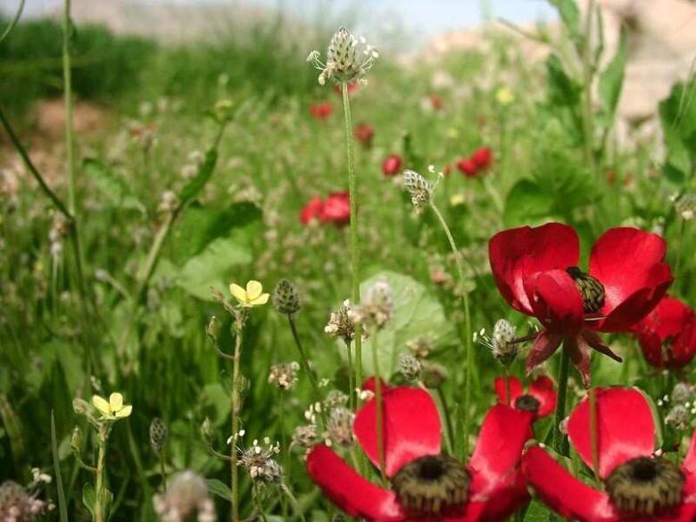 پوشش گیاهی تنگه هرایرز